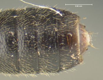 Media type: image;   Entomology 24059 Aspect: abdomen ventral view